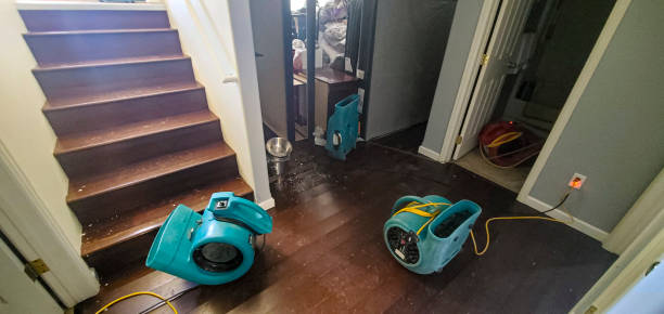 Best Carpet water damage restoration  in Mount Ayr, IA